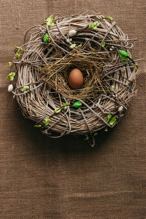 Egg in bird nest