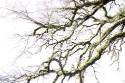 Green branches covered with moss