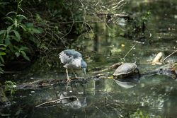Bird and turtle on the water at Brookgreen Gardens, Murrells Inlet, South Carolina n569e0