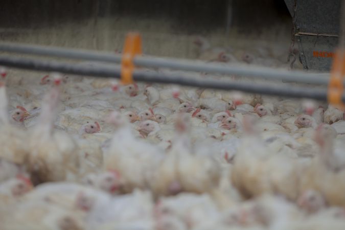 Poultry at chicken farm