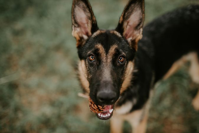 brown german shepherd sitting on grass at park