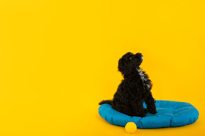 Cute poodle dog sitting on blue bed