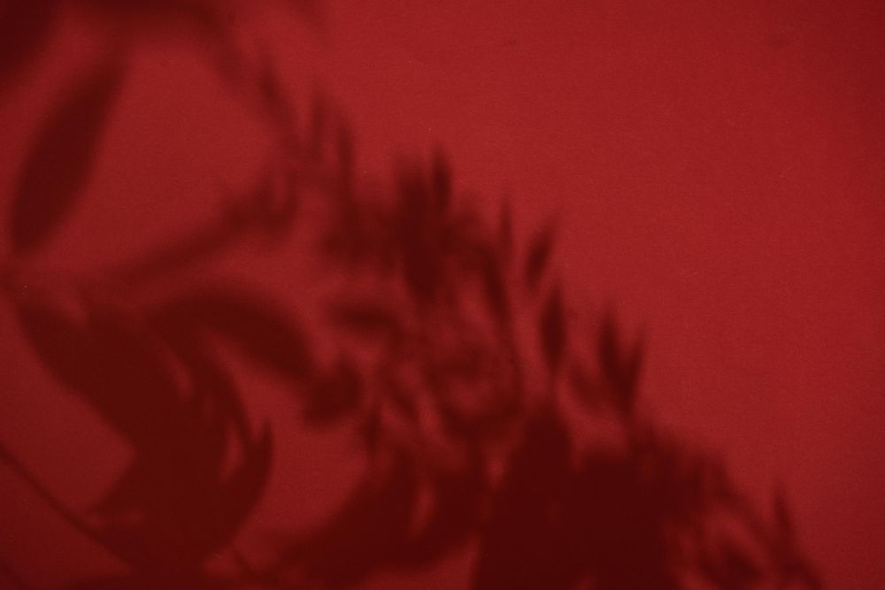 Top view of tropical leaf shadow on red background