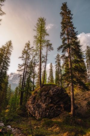 Big earthen boulder with tree in pine forest