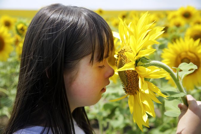 Young child smelling a sunflower in a field of flowers