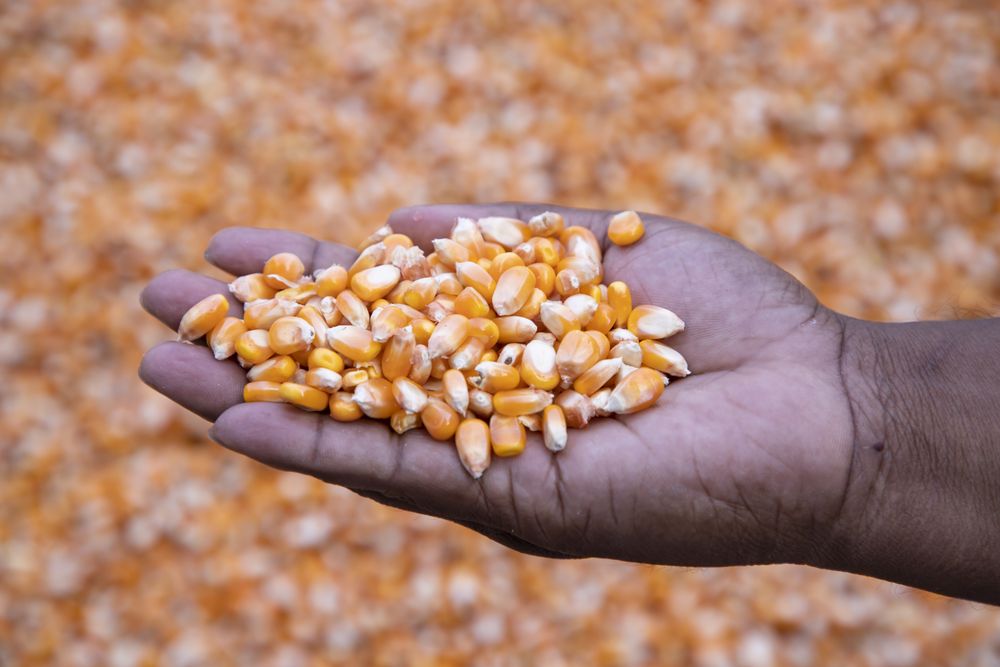 an agriculture concept in Corn seed hand