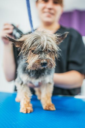 Happy dog during grooming procedure