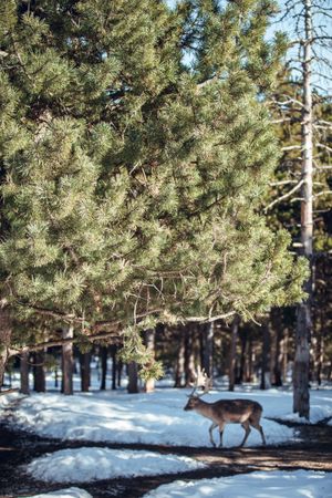 Noble deer near trees between snow