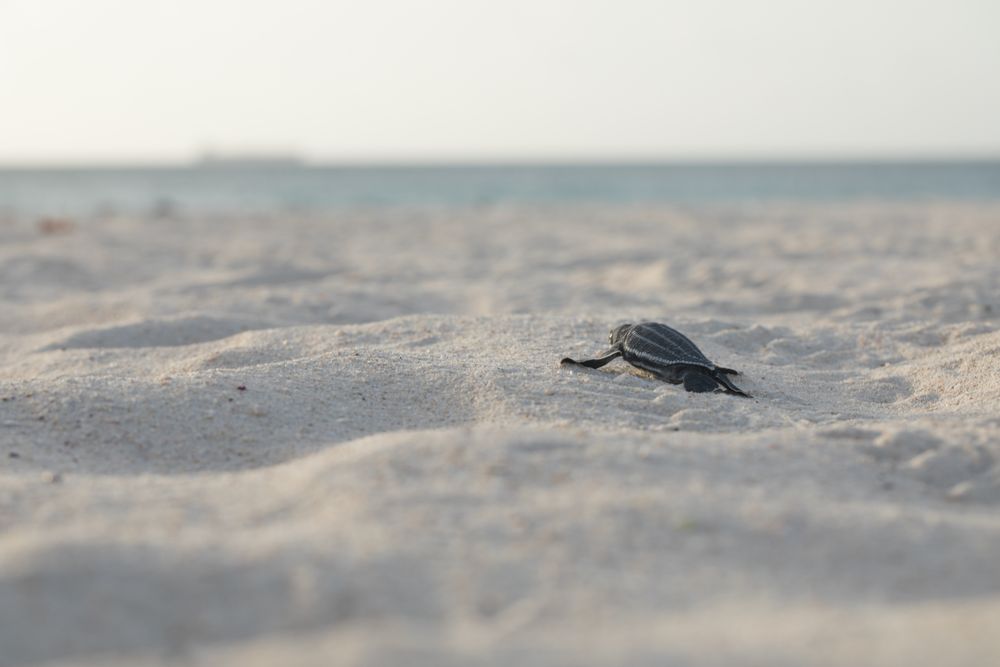 Baby turtle crawling on sand to water