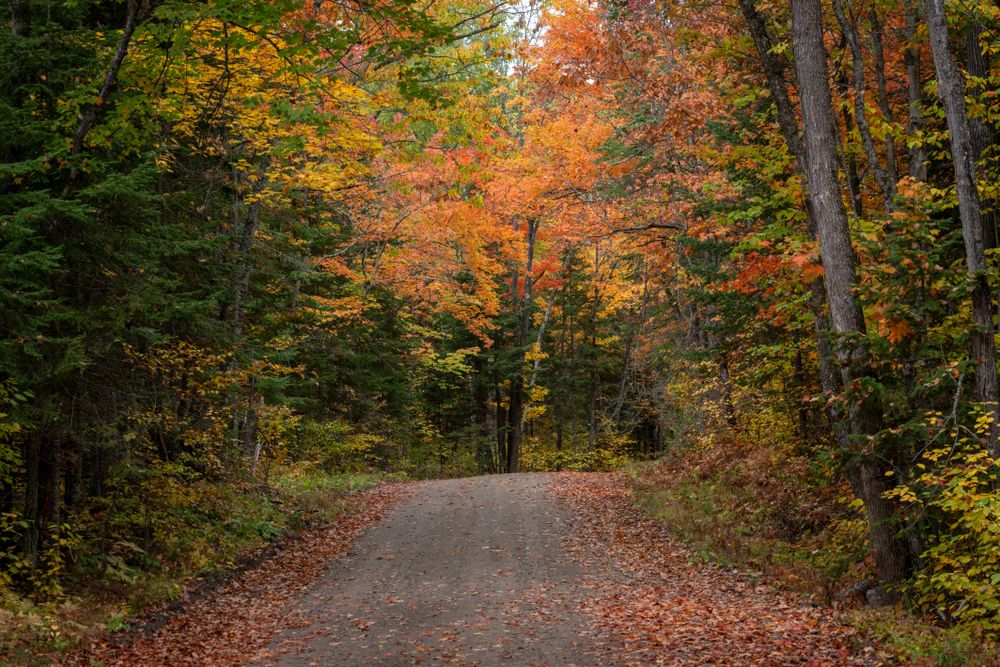 Trail surrounded by fall colors in Itasca County, MN
