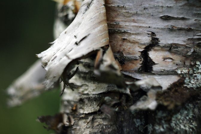 Cork on birch in forest
