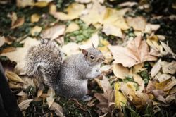 Squirrel neat autumn leaves in park