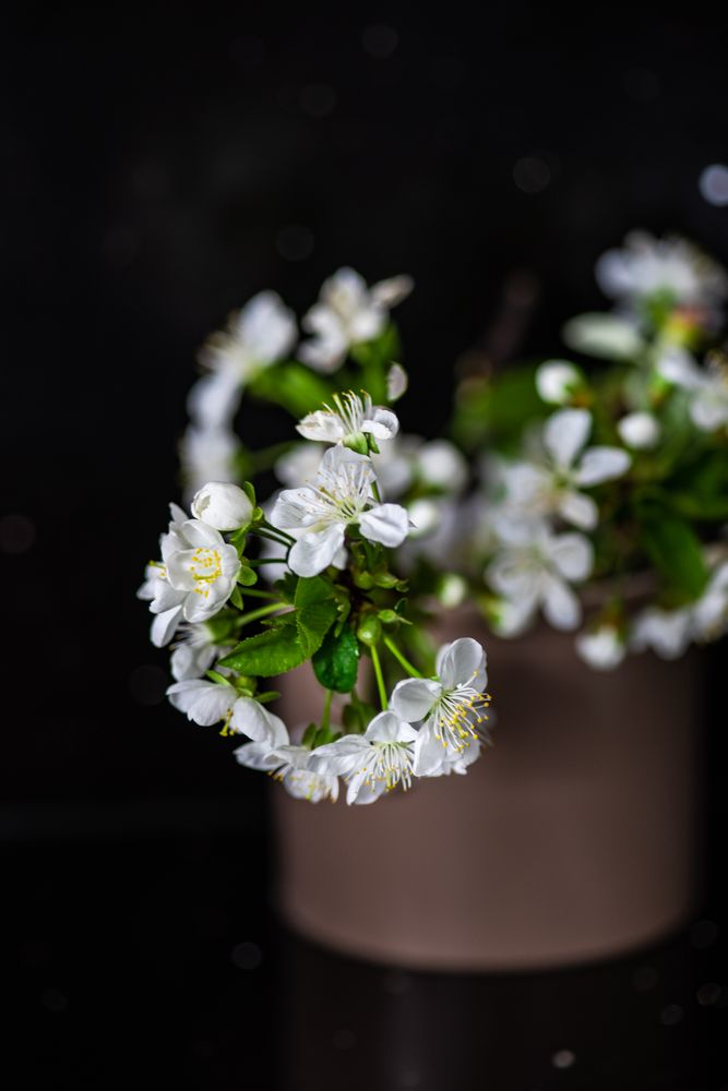 Cherry blossom in vase