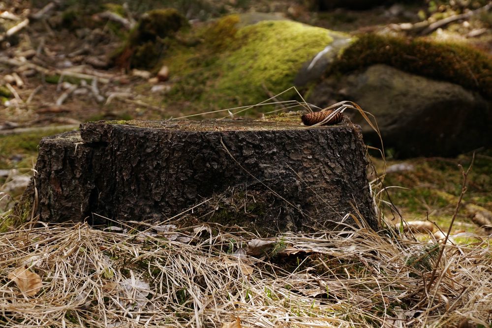 Tree stump and dry grass in woods