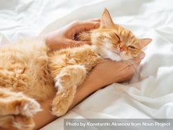 Cute ginger cat sleeps on woman's hand bGPdA0