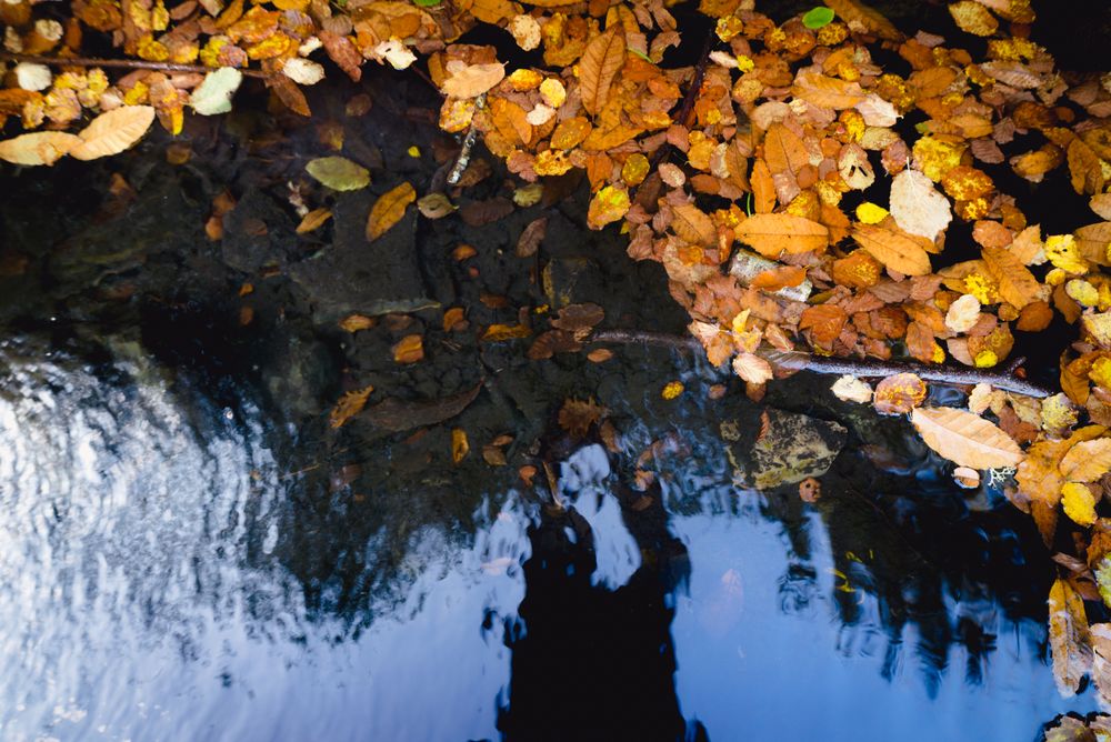 leaves close river in nature