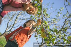 Mature woman and little girl picking apples from tree on sunny day 5oDWQy