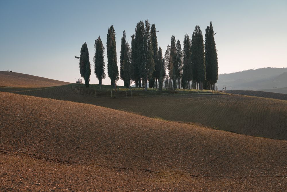 Small grove on empty dry field
