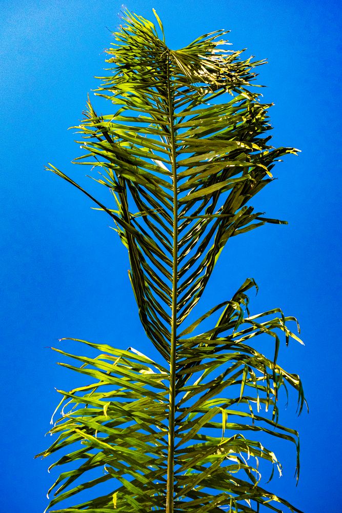 Palm leaf in color