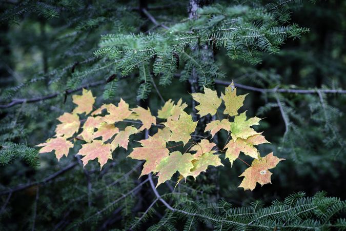 Autumn maple leaves and evergreen needles on the Oberg Mountain Trail Head in Tofte, Minnesota
