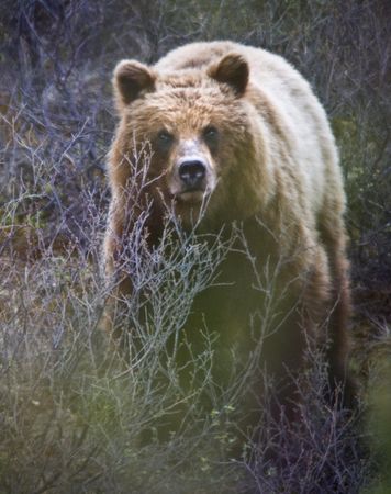 Grizzly bear in bush