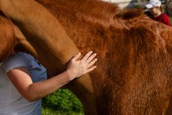 Close-up of woman hand petting horse