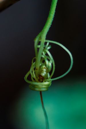 the intricate vine of a climbing plant