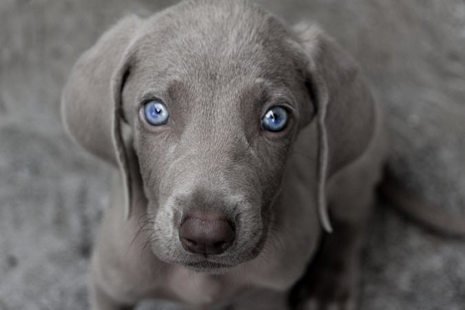 Close-up shot of dog on brown wooden floor