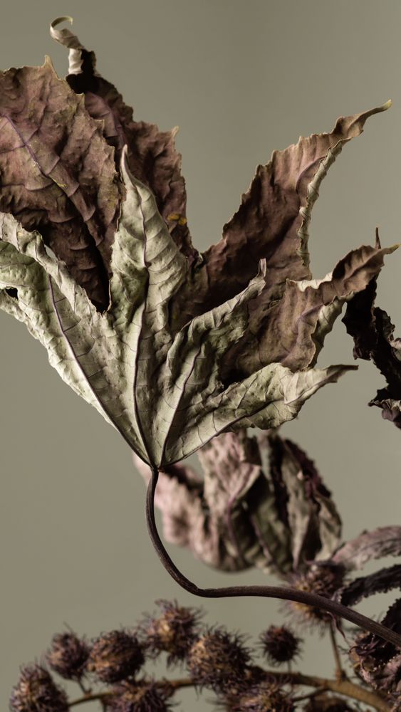 Dried branch, educational still life for drawing