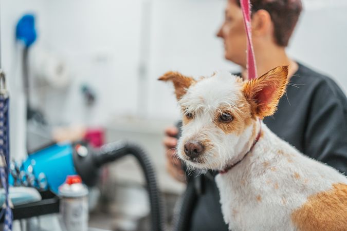 Woman drying dog in grooming salon