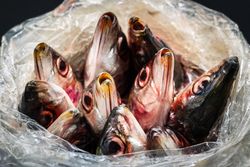 Open plastic bag with fish inside
