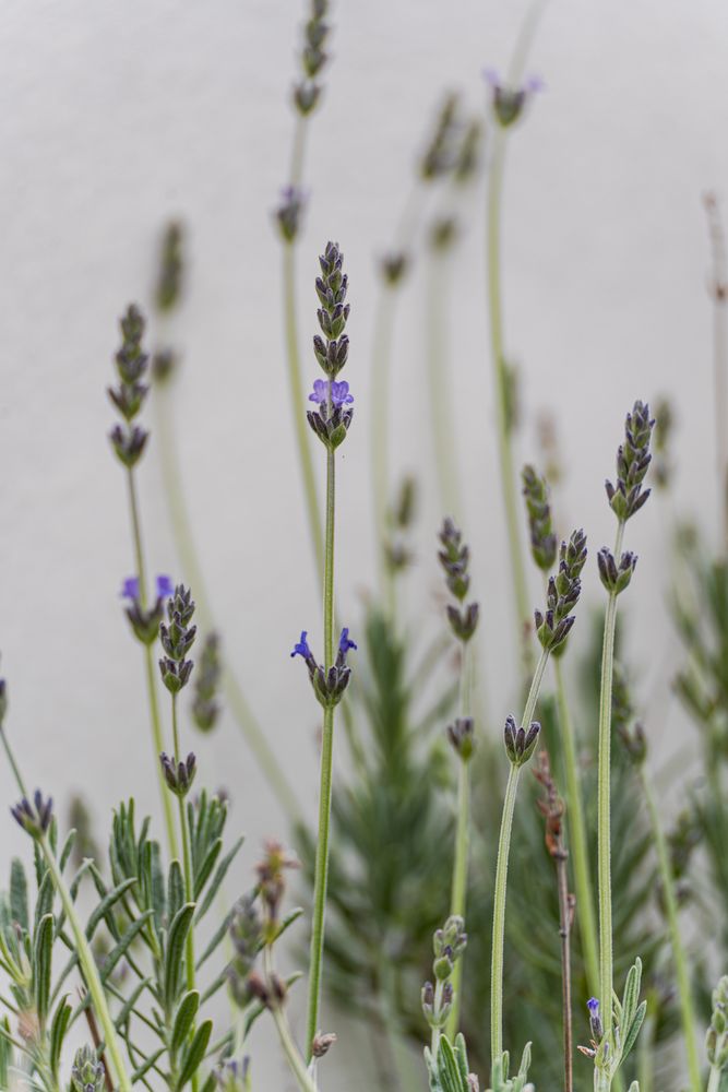 Close up of lavender flower in the garden