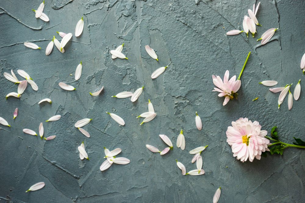 Floral concept with Chrysanthemum flowers on grey background