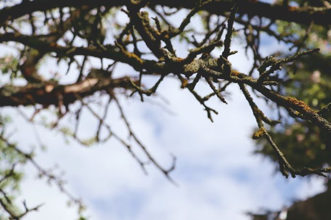 Dry tree branch in springtime. Tree branches.