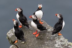 Atlantic puffins on rock on sea
