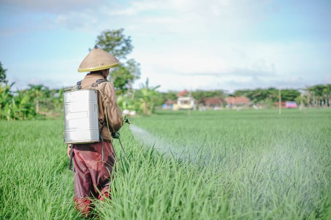 Mature male farmer spraying pesticide on rice green field