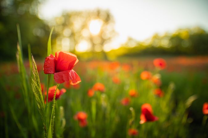 Poppy growing outside with sun set behind