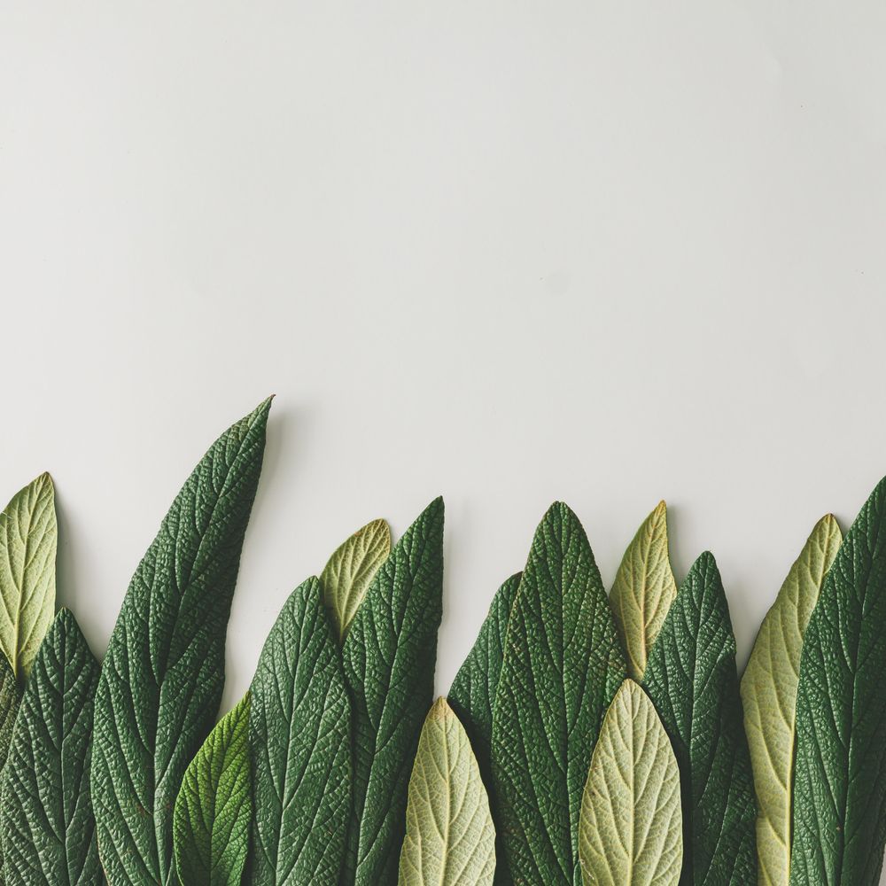 Green leaves in row on light background