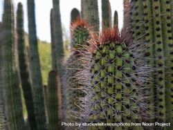 Organ pipe cactus, landscape 48oYK5