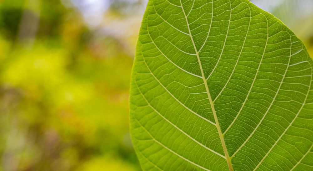 Single leaf detail with selective focus
