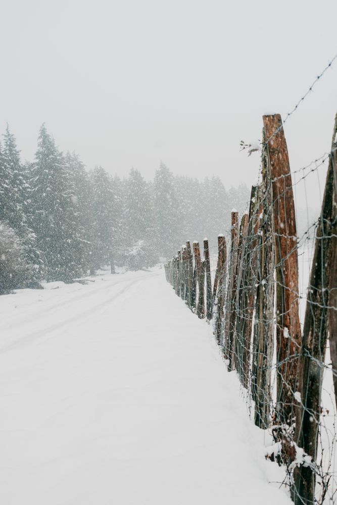 Winter forest with snowy trees