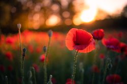 Close up of poppy blooming at dusk