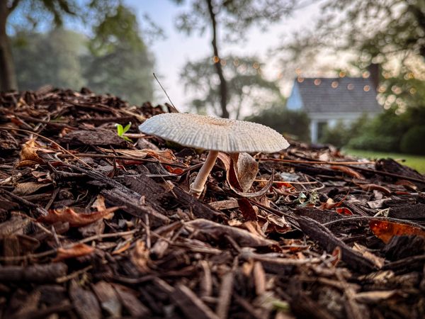 Sprouting Onion-stalk Lepiota