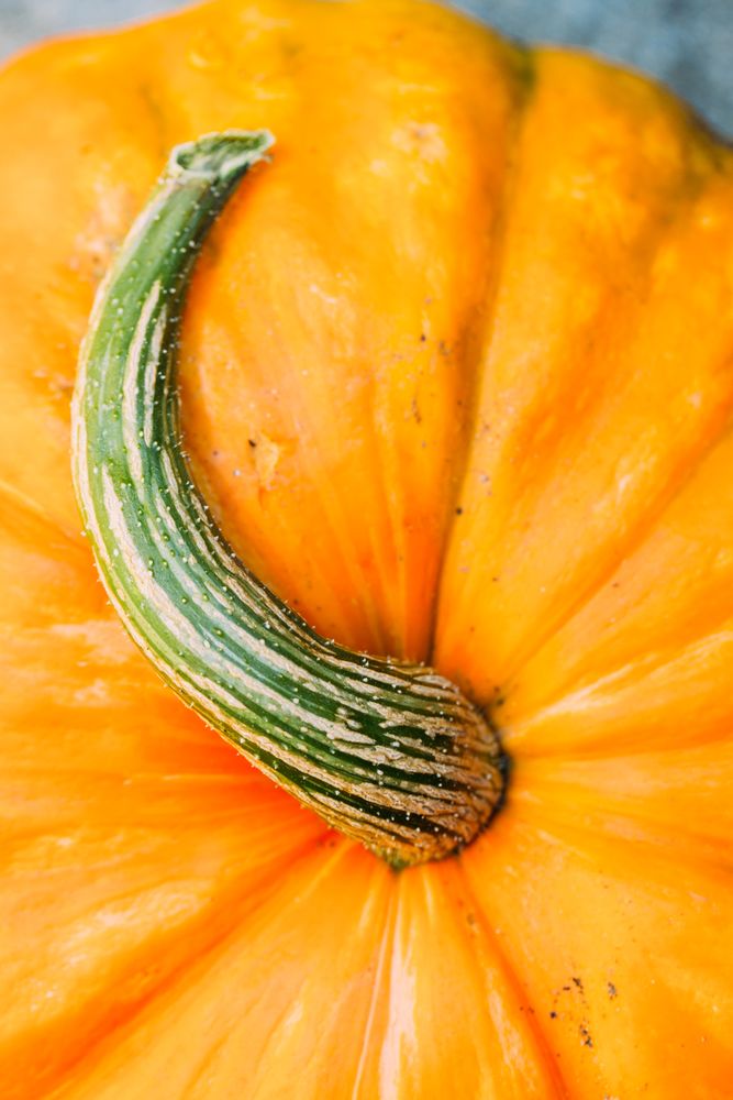 Fresh ripe orange pumpkin on gray surface