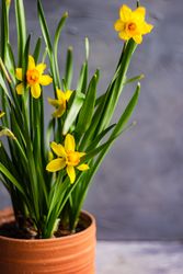 Seasonal home decor with flower pot of daffodils