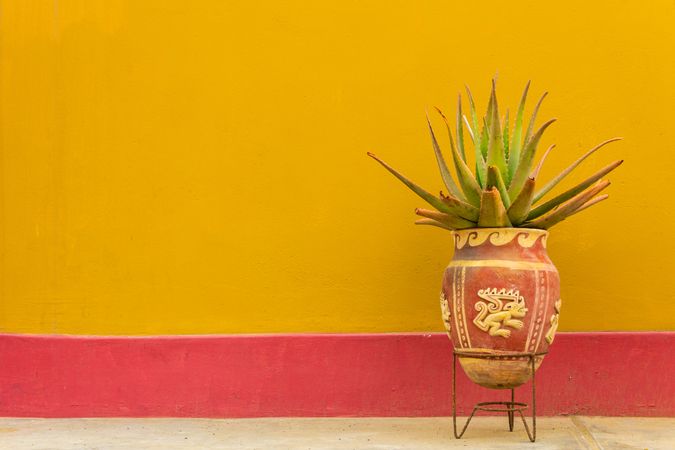 Peru - January, 02 2012: Potted aloe near bright wall