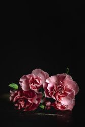 bouquet of pink carnations flowers