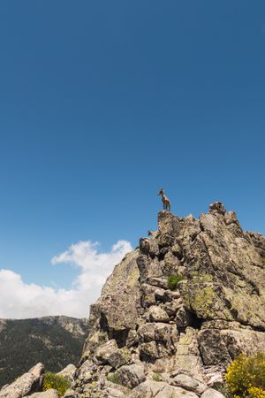 Young goats on high stone on background of blue sky