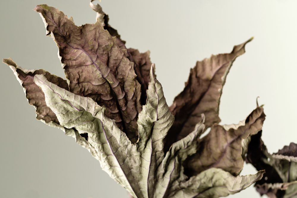 Dried branch, educational still life for drawing