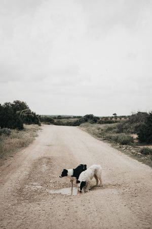 Cute dog walking on dirty road in nature